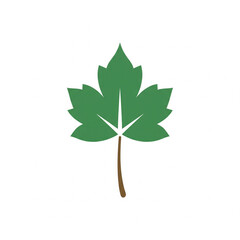 maple leaf isolated on white