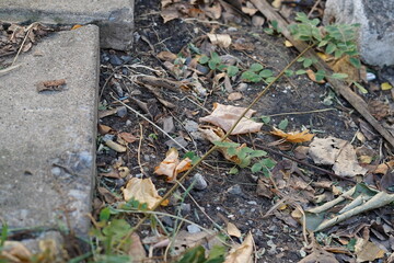 Natural Ground Surface with Autumn Leaves and Green Plants, Close-Up Perspective, Urban Nature Scene, Organic Elements, Textures in Focus