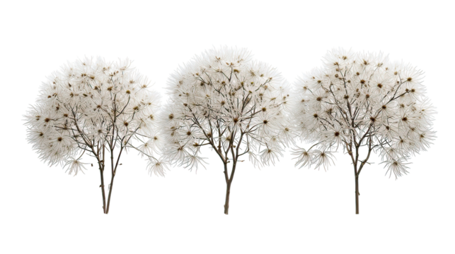 Three winter clematis flowering trees aligned side by side on transparent background