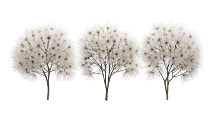 Three winter clematis flowering trees aligned side by side on transparent background