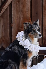 Portrait eines sch&ouml;nen H&uuml;tehundes mit shabby Blumenkranz um den Hals im Schnee vor einem alten Holztor