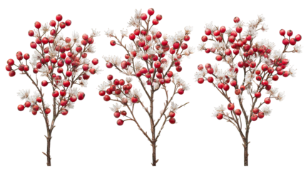 Three winter lilac trees with pale purple blossoms side by side on transparent background