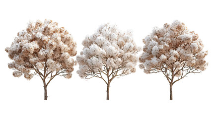 Obraz premium Three winter lilac trees with pale purple blossoms side by side on transparent background