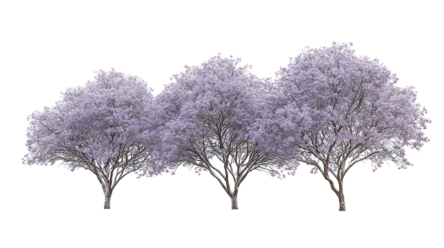 Three winter lilac trees with pale purple blossoms side by side on transparent background