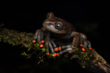 Portrait of a Linda's tree frog (Hyloscirtus lindae), Papallacta, Ecuador