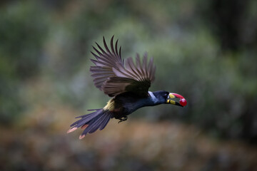 Fototapeta premium Grey-breasted Mountain-Toucan (Andigena hypoglauca), flying, Papallacta, Ecuador