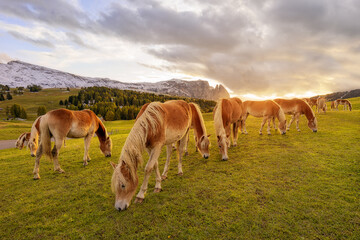 Many horses grazing in a meadow at sunset, alpine mountains in the background.