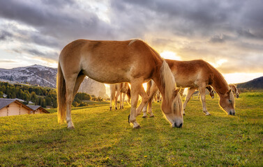 Many horses grazing in a meadow at sunset, alpine mountains in the background.