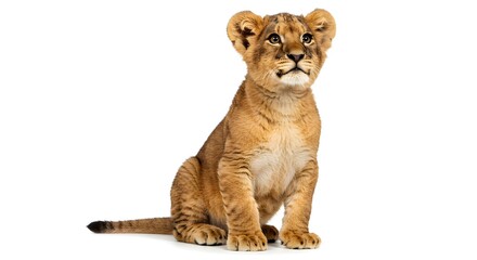 Obraz premium Charming Front View of a Lion Cub with an Innocent Look