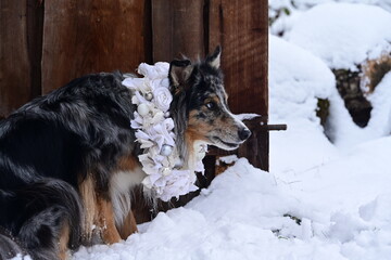 Portrait eines sch&ouml;nen H&uuml;tehundes mit shabby Blumenkranz um den Hals im Schnee vor einem alten Holztor