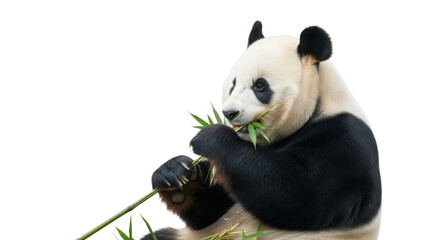 Fototapeta premium Giant panda bear eating bamboo shoots isolated PNG with Transparent Background