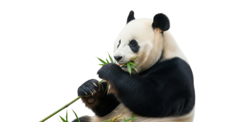 Giant panda bear eating bamboo shoots isolated PNG with Transparent Background