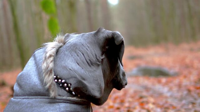 Playful Cane Corso Running in Autumn Woods