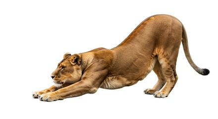 Obraz premium Relaxed yet Powerful Lioness Stretching in a Minimal Studio Setting