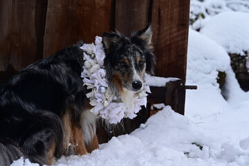 Portrait eines sch&ouml;nen H&uuml;tehundes mit shabby Blumenkranz um den Hals im Schnee vor einem alten Holztor