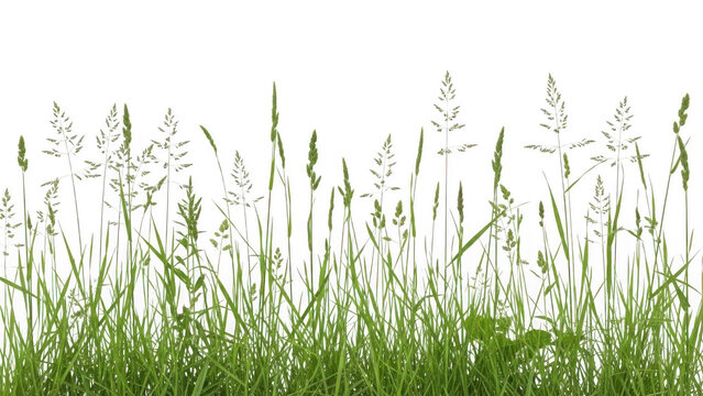 Fresh green grass border with varied blades and seed heads isolated, perfect for natural design elements and overlays isolated on transparent background