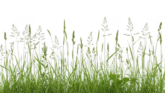 Fresh green grass border with varied blades and seed heads isolated, perfect for natural design elements and overlays isolated on transparent background - Powered by Adobe