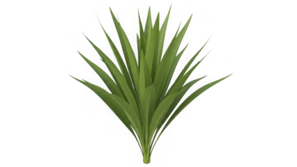 Green yucca plant isolated on a clean white background, showcasing its sharp, architectural leaves for natural design isolated on transparent background