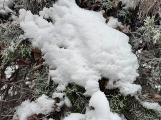 snow covered branches