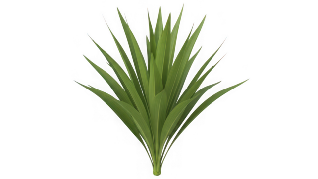 Green yucca plant isolated on a clean white background, showcasing its sharp, architectural leaves for natural design isolated on transparent background