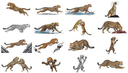 the sprinters gambit a comprehensive set of cheetah poses and actions, isolated on transparent background