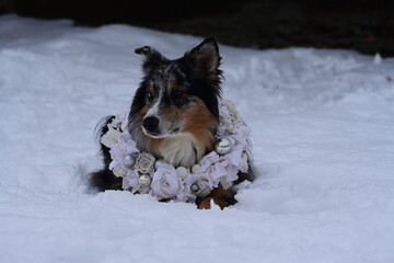 Portrait eines sch&ouml;nen langhaarigen H&uuml;tehundes der im Schnee liegt und um den Hals einen weihnachtlichen Kranz tr&auml;gt
