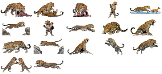 the art of the prowl a definitive leopard graphic series set, isolated on transparent background