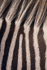 Naklejka premium Zebra fur close-up with black and white stripes in natural texture 