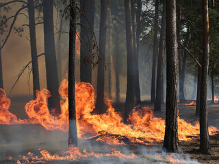 Intense wildfire burning fiercely through a forest, highlighting climate change and environmental devastation, creating a dramatic and impactful visual