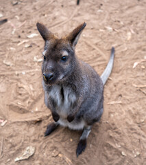 Fototapeta premium Wallaby standing on dry ground in Kangaroo Island, Australia