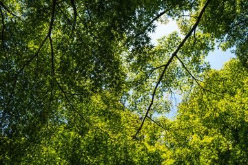 Maple canopy in Kenroku-en Garden near Kanazawa Castle, Japan