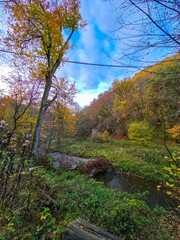 Obraz premium Autumn Forest Stream autumn forest