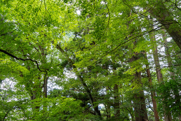 Fototapeta premium Maple tree forest canopy during summer in Takayama, Japan
