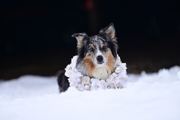 Portraite eines sch&ouml;nen H&uuml;tehundes mit verschieden farbigen Augen, liegend im Neuschnee, um den Hals einen weihnachtlichen, aus Stoff gefertigten Kranz in hellen Farben