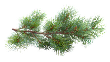 Realistic fir branch with pine needles and soft lighting detail isolated on white background
