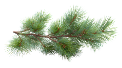 Realistic fir branch with pine needles and soft lighting detail isolated on white background