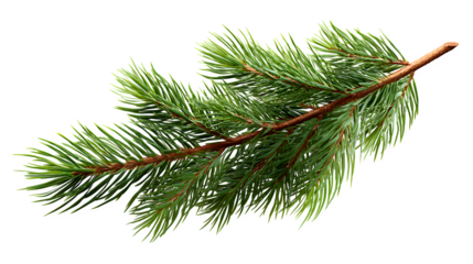 Realistic fir branch with pine needles and soft lighting detail isolated on white background