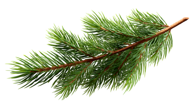 Realistic fir branch with pine needles and soft lighting detail isolated on white background