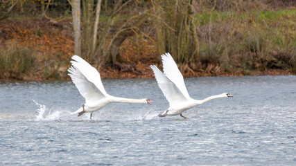 Pair of mute swans running across the lake to take off.