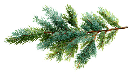 Obraz premium Realistic spruce branch with pine needles isolated on white background