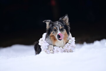 Portrait eines sch&ouml;nen langhaarigen H&uuml;tehundes der im Schnee liegt und um den Hals einen weihnachtlichen Kranz tr&auml;gt
