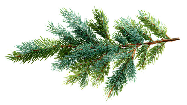 Realistic spruce branch with pine needles isolated on white background - Powered by Adobe
