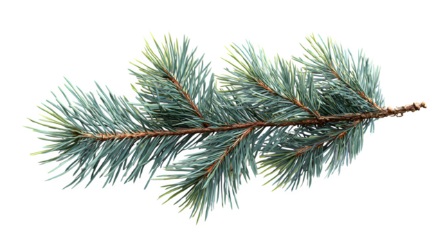 Realistic spruce branch with pine needles isolated on white background