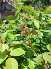Rosa is a diverse genus with pinnate leaves, spiny stems, and clustered blossoms, valued in horticulture for strong growth and structure. Photographed in Korea.