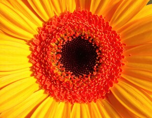 Orange and yellow daisy with dark center, close-up
