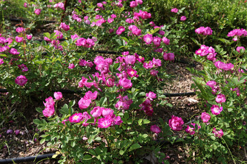 Rosa is a shrub with pinnate leaves, sharp thorns, and clustered blooms at branch tips, widely cultivated for ornamental and traditional uses. Photographed in Korea.