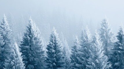 coniferous trees coated in snow and frost, winter forest scenery, cold atmospheric landscape