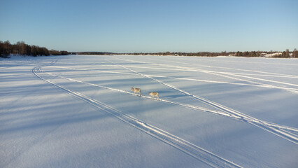 Two reindeer on the vast, frozen river in Lapland, leaving distinct tracks. The low sun creates long shadows across the snow and the distant treeline horizon. © Jens