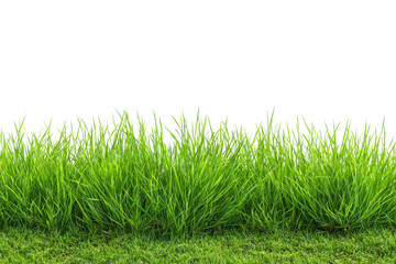 Fototapeta premium Lush green grass growing in a clump isolated on transparent background. Vibrant green grass isolated on white background.