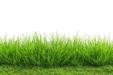 Lush green grass growing in a clump isolated on transparent background. Vibrant green grass isolated on white background.
